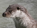 Otter